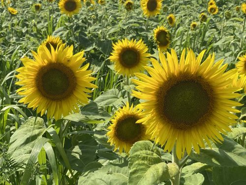 att.MBNlE065LNHSp1lKFD6UMz70lSdkCEhvhfdZgWb2qnQ