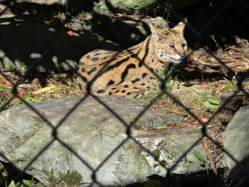 2e635a962fb8fabc10518f924b2e9d2a