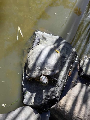 64f4ffe09b47cf0d560b8e0604b0e3ea